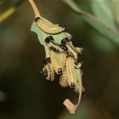 Paropsis atomaria (Eucalyptus leaf beetle) at Higgins, ACT - 16 Feb 2025 by AlisonMilton