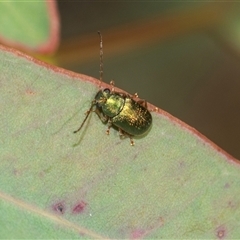 Eumolpinae (subfamily) (Unidentified Eumolpinae Leaf-beetle) at Higgins, ACT - 16 Feb 2025 by AlisonMilton