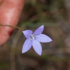 Wahlenbergia sp. at Higgins, ACT - 16 Feb 2025 by AlisonMilton