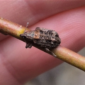 Unidentified Weevil (Curculionoidea) at Gurrundah, NSW - Today by clarehoneydove