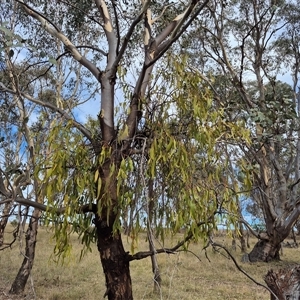 Amyema miquelii (Box Mistletoe) at Gurrundah, NSW - 18 Feb 2025 by clarehoneydove