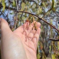 Amyema miquelii at Gurrundah, NSW - 18 Feb 2025 10:10 AM