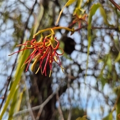Amyema miquelii at Gurrundah, NSW - 18 Feb 2025 10:10 AM