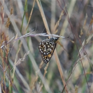 Oreixenica orichora (Spotted Alpine Xenica) at Cotter River, ACT - 3 Feb 2025 by RAllen