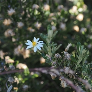 Olearia phlogopappa subsp. serrata at Cotter River, ACT - 3 Feb 2025 05:19 PM