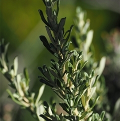 Olearia phlogopappa subsp. serrata at Cotter River, ACT - 3 Feb 2025 05:19 PM