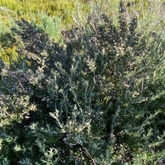 Olearia phlogopappa subsp. serrata at Cotter River, ACT - 3 Feb 2025 05:19 PM