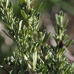 Olearia phlogopappa subsp. serrata at Cotter River, ACT - 3 Feb 2025 05:19 PM