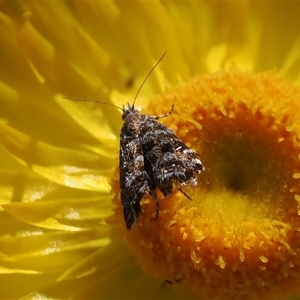 Asterivora lampadias (A Metalmark moth) at Cotter River, ACT - 3 Feb 2025 by RAllen