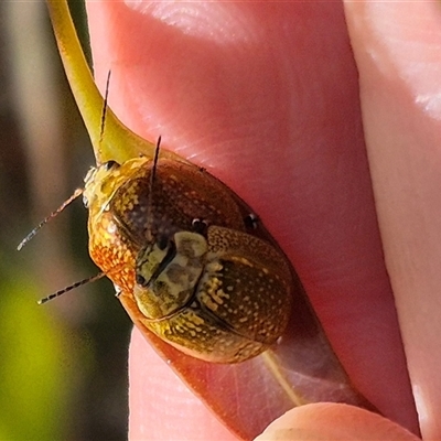 Paropsisterna cloelia (Eucalyptus variegated beetle) at Gurrundah, NSW - 18 Feb 2025 by clarehoneydove