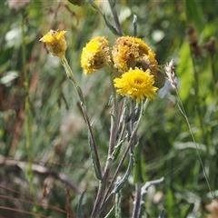 Podolepis laciniata at Cotter River, ACT - 3 Feb 2025 by RAllen