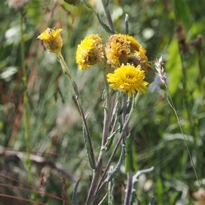 Podolepis laciniata at Cotter River, ACT - 3 Feb 2025 by RAllen