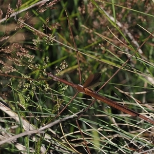 Didymuria violescens at Cotter River, ACT - 3 Feb 2025 by RAllen