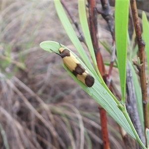 Chrysonoma fascialis (A Concealer moth (Wingia group) at Watson, ACT - 14 Feb 2025 by DavidDedenczuk