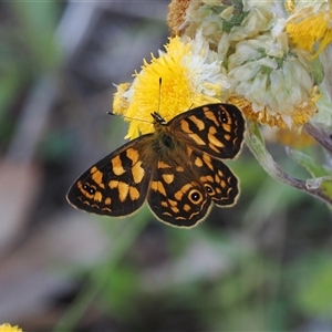 Oreixenica correae at Cotter River, ACT - 3 Feb 2025 by RAllen