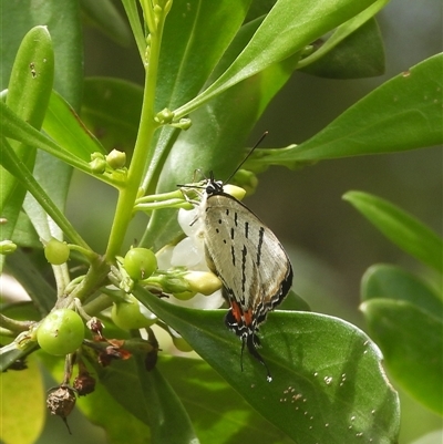 Jalmenus evagoras (Imperial Hairstreak) at Batehaven, NSW - 15 Feb 2025 by DavidDedenczuk