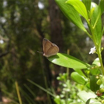 Erina hyacinthina (Varied Dusky-blue) at Batehaven, NSW - 15 Feb 2025 by DavidDedenczuk