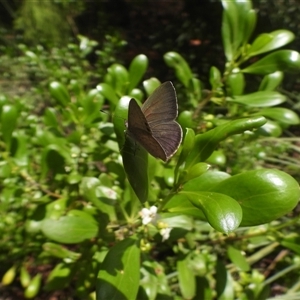 Erina hyacinthina at Batehaven, NSW - 15 Feb 2025 12:34 PM