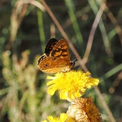 Oreixenica correae (Orange Alpine Xenica) at Bimberi, NSW - 3 Feb 2025 by RAllen