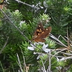 Unidentified Skipper (Hesperiidae) at Guerilla Bay, NSW - 15 Feb 2025 by DavidDedenczuk