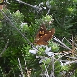 Unidentified Skipper (Hesperiidae) at Guerilla Bay, NSW - 15 Feb 2025 by DavidDedenczuk