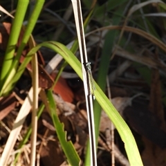 Ischnura heterosticta (Common Bluetail Damselfly) at Rosedale, NSW - 16 Feb 2025 by DavidDedenczuk