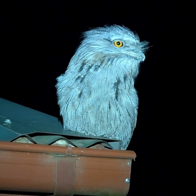 Podargus strigoides (Tawny Frogmouth) at Bywong, NSW - 18 Feb 2025 by Alihumphreys