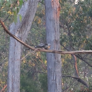 Anthochaera paradoxa (Yellow Wattlebird) at Port Arthur, TAS - 14 Feb 2025 by JimL