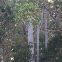 Anthochaera paradoxa at Port Arthur, TAS - suppressed