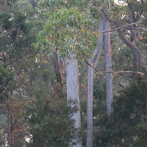 Anthochaera paradoxa at Port Arthur, TAS - suppressed