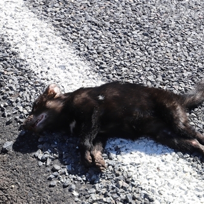 Sarcophilus harrisii (Tasmanian devil) by JimL