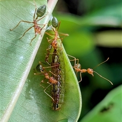 Oecophylla smaragdina (Green Tree Ant) at Kakadu, NT - 6 Feb 2025 by HelenCross