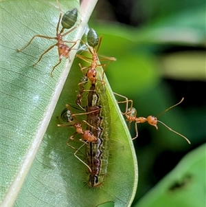 Oecophylla smaragdina (Green Tree Ant) at Kakadu, NT - 6 Feb 2025 by HelenCross