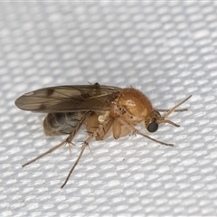 Acrodicrania (genus) (A fungus gnat) at Melba, ACT - 15 Feb 2025 by kasiaaus