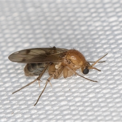 Acrodicrania (genus) (A fungus gnat) at Melba, ACT - 15 Feb 2025 by kasiaaus