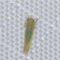 Anzygina sp. (genus) (A leafhopper) at Melba, ACT - 15 Feb 2025 by kasiaaus