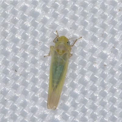 Anzygina sp. (genus) (A leafhopper) at Melba, ACT - 15 Feb 2025 by kasiaaus