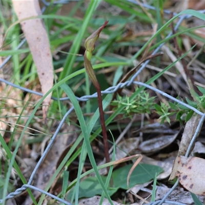 Chiloglottis sp. (A Bird/Wasp Orchid) at Mongarlowe, NSW - 18 Feb 2025 by LisaH