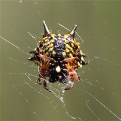 Austracantha minax (Christmas Spider, Jewel Spider) at Mongarlowe, NSW - 18 Feb 2025 by LisaH