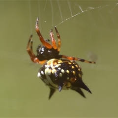 Austracantha minax at Mongarlowe, NSW - suppressed