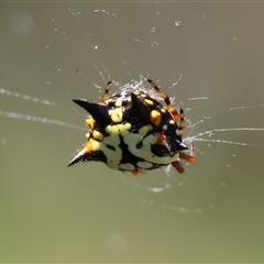Austracantha minax at Mongarlowe, NSW - suppressed