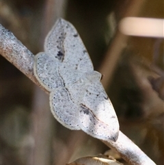 Taxeotis intextata (Looper Moth, Grey Taxeotis) at Mongarlowe, NSW - 18 Feb 2025 by LisaH