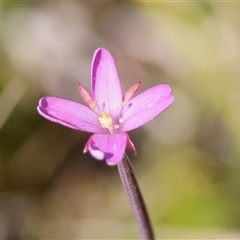 Epilobium billardiereanum subsp. cinereum (Hairy Willow Herb) at Mongarlowe, NSW - 18 Feb 2025 by LisaH