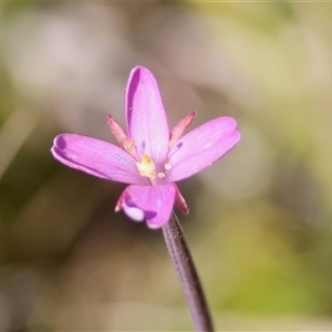 Unidentified Other Wildflower or Herb by LisaH