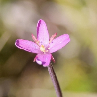 Epilobium billardiereanum subsp. cinereum (Hairy Willow Herb) at Mongarlowe, NSW - 18 Feb 2025 by LisaH