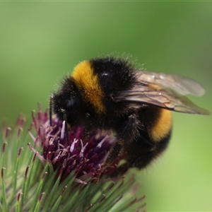 Unidentified Bee (Hymenoptera, Apiformes) at Port Arthur, TAS - 13 Feb 2025 by JimL