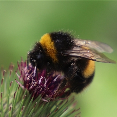 Bombus terrestris (Buff-tailed bumblebee, Large earth bumblebee) at Port Arthur, TAS - 13 Feb 2025 by JimL