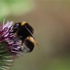 Bombus terrestris at Port Arthur, TAS - 13 Feb 2025 11:37 AM