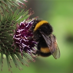 Bombus terrestris at Port Arthur, TAS - 13 Feb 2025 11:37 AM