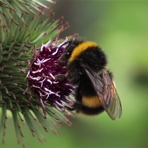 Bombus terrestris at Port Arthur, TAS - 13 Feb 2025 11:37 AM